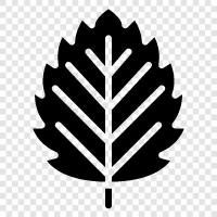 Baum, grün, frisch, Biodiversität symbol