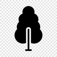 tree, pine, bark, needles icon svg