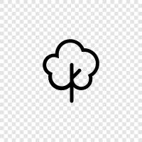 Baum symbol