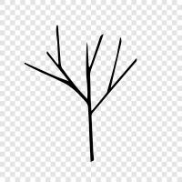 Baum symbol