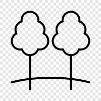 tree, growth, leaves, bark icon svg