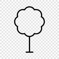 Baum symbol