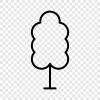 baum, wald, wachstum, alter symbol