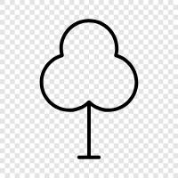 Baum symbol