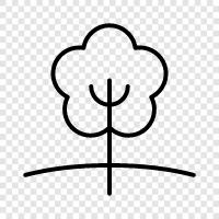 Baum symbol