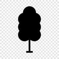 Baum symbol