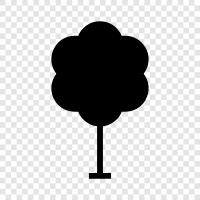 Baum symbol