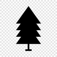 tree, foliage, needles, cones icon svg