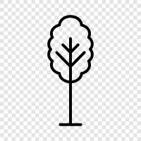 Baum symbol