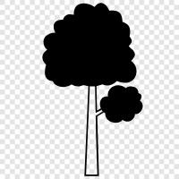 Tree Structure, Tree Trunk, Branches, Leaves icon svg