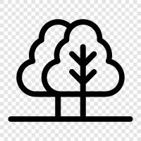 tree, foliage, leaves, branches icon svg