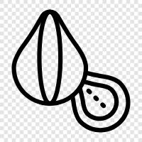 tree, nut, edible, sweet icon svg