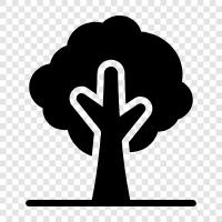 tree, growth, sapling, branch icon svg