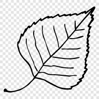 tree, leaves, growth, photosynthesis icon svg