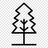 tree, pine, needles, cones icon svg