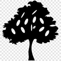 tree, trees, foliage, leaves icon svg