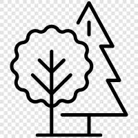 tree, treestar, crown, needles icon svg