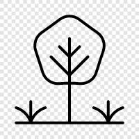 Baum symbol