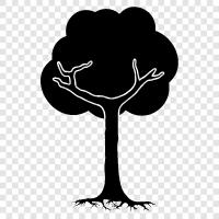 Baum symbol