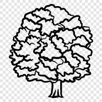 tree, trees, leaf, leaves icon svg