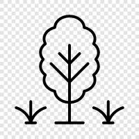 Baum symbol