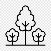 tree, foliage, leaves, bark icon svg