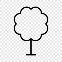 Baum symbol