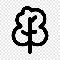 Baum symbol