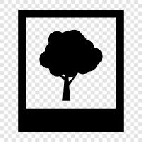 tree, nature, forest, foliage icon svg