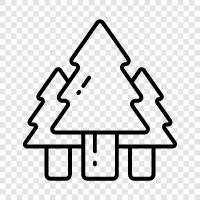 tree, needles, cones, bark icon svg