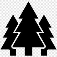 trees, leaves, forest floor, understory icon svg