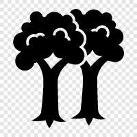 trees, leaves, bark, understory icon svg