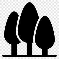 trees, leaves, bark, understory icon svg