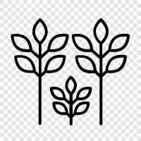 trees, foliage, leaves, bark icon svg