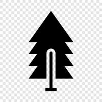 Bäume, Wald, Wachstum, Nadeln symbol