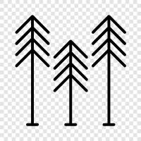 trees, growth, regeneration, forest icon svg