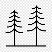 trees, tree, foliage, leaves icon svg