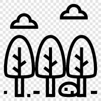 trees, forest floor, understory, canopy icon svg