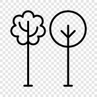 trees, oak, oak tree, elm icon svg