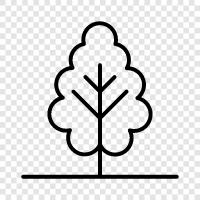 trees, oak, acorn, beech icon svg