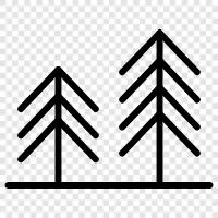 trees, understory, canopy, forest ecology icon svg