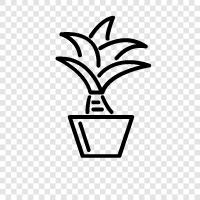 tropical, palm, tree, leaves icon svg