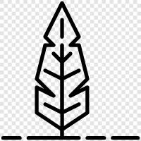 Baum symbol