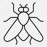 tsetse fly control, tsetse fly eradication, tset, tsetse fly icon svg