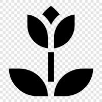 Tulpenzwiebeln, Tulpenpflanze, Tulpen, Blütenzwiebeln symbol