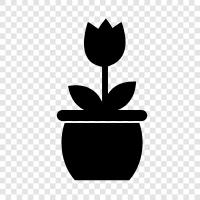 tulip, flower, pots, Dutch icon svg