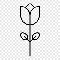 tulips, flower, garden, Dutch icon svg