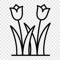 tulips, Dutch tulips, florist, flower shop icon svg