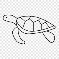 turtle, painted, pet, animal icon svg