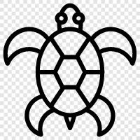 turtle soup, turtle conservation, turtle races, turtle farms icon svg